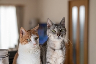 『よく鳴く猫』と『鳴かない猫』は何が違う？考えられる3つの原因と、それぞれとのうまい付き合い方