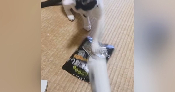 愛猫のために『にぼし』を潰していると…まるで『餅つき大会』爆笑の展開が240万再生「タイミングが一緒で爆笑」「正月の予行演習？ｗ」