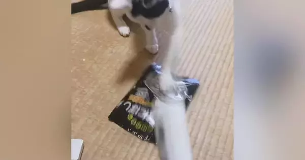 愛猫のために『にぼし』を潰していると…まるで『餅つき大会』爆笑の展開が240万再生「タイミングが一緒で爆笑」「正月の予行演習？ｗ」