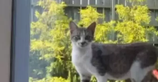 『妊娠している猫』が突然庭に現れて…保護した結果→涙あふれる『3か月間の記録』が94万再生「くぅ～泣ける」「素敵な話で感動した」