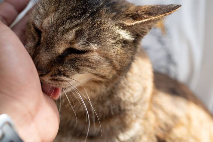 猫が飼い主を『舐めてくる』意味とは？5つの部位で異なる心理や応え方まで