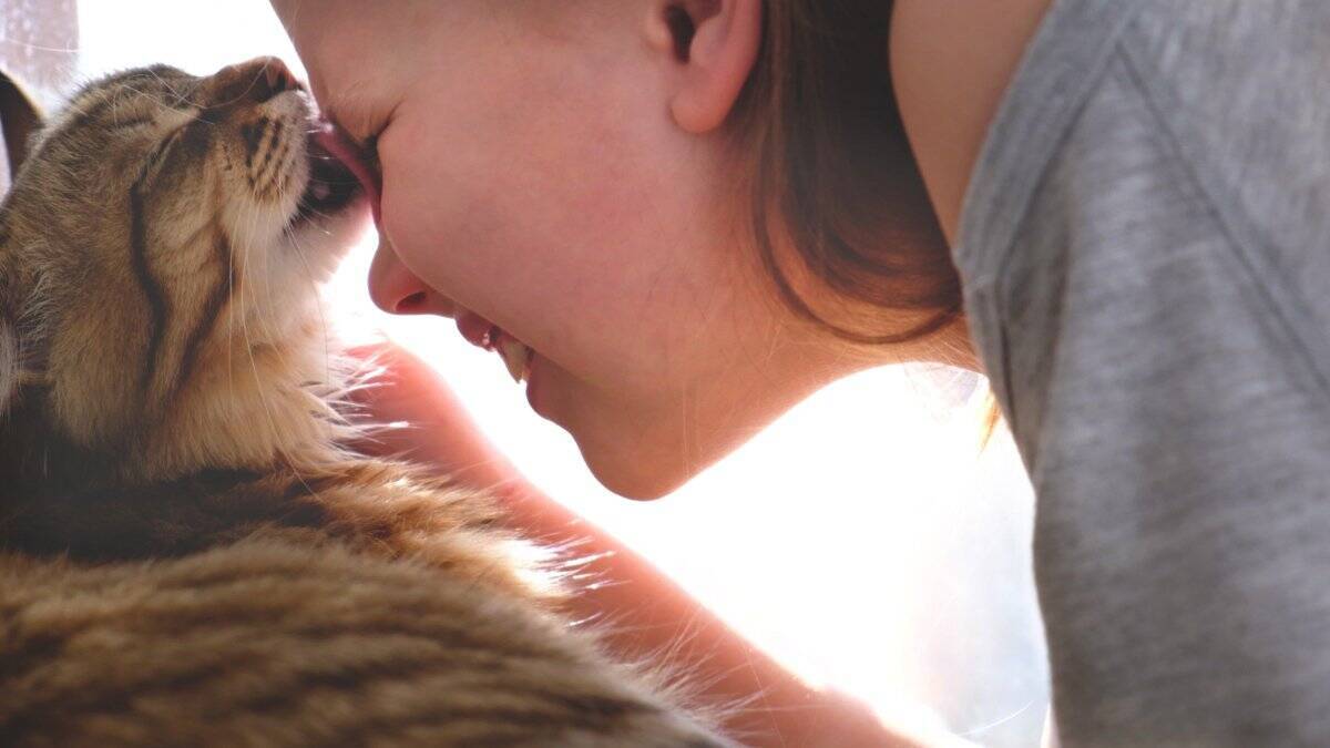 猫が飼い主を『舐めてくる』意味とは？5つの部位で異なる心理や応え方まで