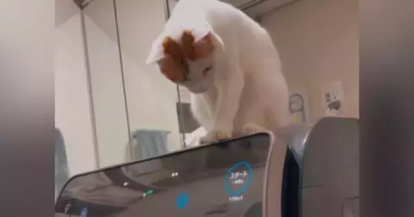 『勝手に止まる洗濯機』→なぜだろうと思っていたら、『猫』が…驚きの行動が154万再生「かっ、賢いｗ」「よく観察してるんだねｗ」