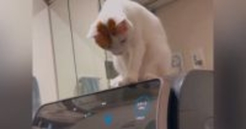『勝手に止まる洗濯機』→なぜだろうと思っていたら、『猫』が…驚きの行動が154万再生「かっ、賢いｗ」「よく観察してるんだねｗ」