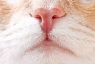 猫の『鼻が乾いている』ときに考えられる原因4つ　放置しても大丈夫？普段湿っている理由も解説