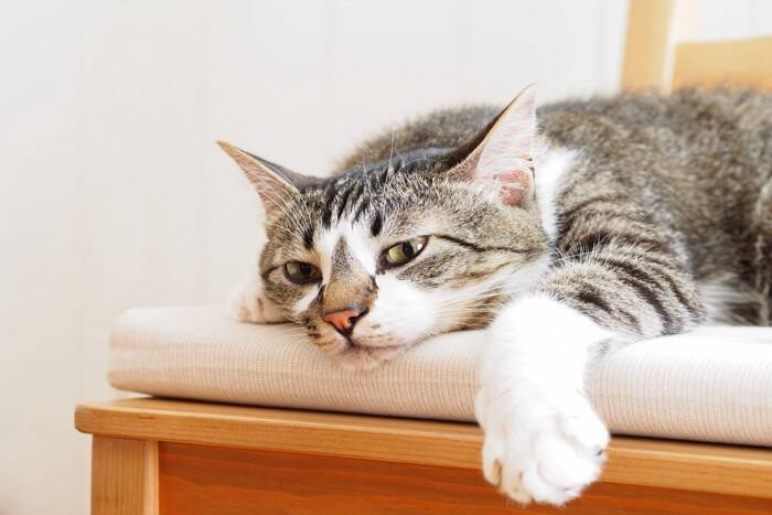 猫の『鼻が乾いている』ときに考えられる原因4つ　放置しても大丈夫？普段湿っている理由も解説