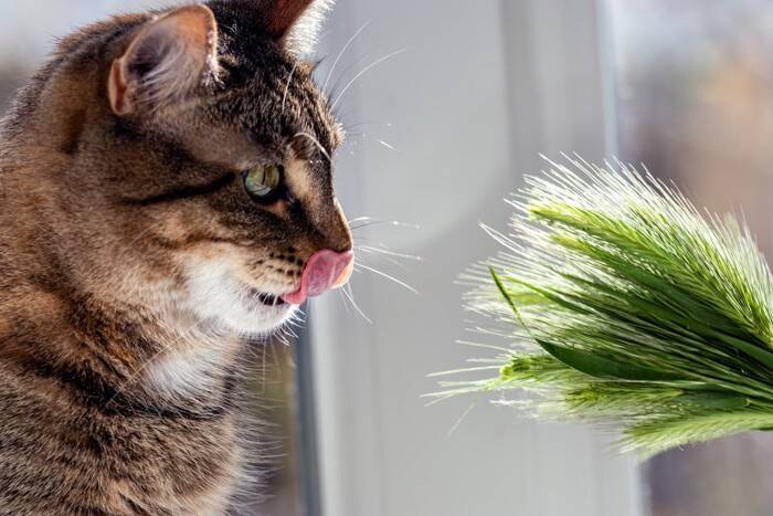 猫の『鼻が乾いている』ときに考えられる原因4つ　放置しても大丈夫？普段湿っている理由も解説