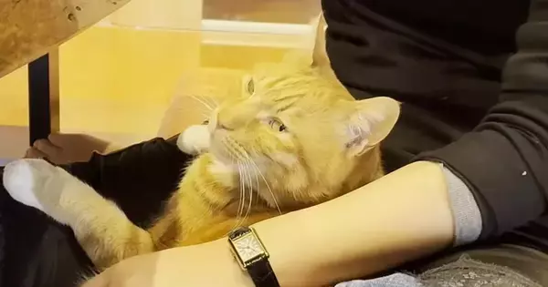 姉が遊びに来たら、恥ずかしがり屋な猫が…反則級に可愛い『まさかの行動』に「罪作りなにゃんこだなぁw」「沼にハマってさぁ大変」と反響