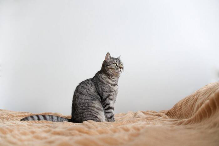 『有名キャラクター』のモデルとなっている猫種10選　実在する種類がモチーフに？意外な設定をご紹介