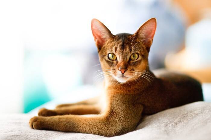 『有名キャラクター』のモデルとなっている猫種10選　実在する種類がモチーフに？意外な設定をご紹介