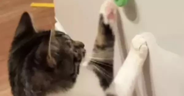 猫が冷蔵庫についている『ハンドスピナー』を発見した結果→夢中になって…ほっこりする光景が202万再生「すごい」「とってもかわいい」