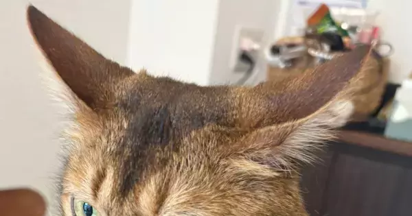 耳を横に伸ばして『不満そうにしていた猫』→足元には……可愛すぎる行動に１万いいね「察してる顔かわいいｗ」「阻止ｗ」と笑う人が続出