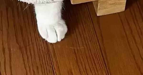 少し前まで寝ていた猫が『ごはんを食べている』と思ったら…飼い主驚愕の『まさかの光景』に１万いいね「素晴らしい着こなし」「可愛すぎｗ」