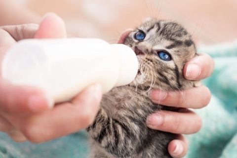 猫は飼い主のことを『どんな存在』だと思っているの？　考えられる3つの心理や気持ちを読み解くヒント