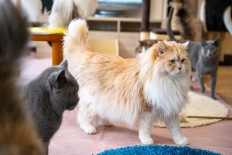 猫に『隠し事』が通用しないと思う場面5選　見透かされているの？気付かれるワケとは