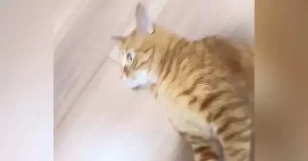 くるくる回してもらうのが大好きな猫→飼い主が手を止めると…笑ってしまう光景が58万再生「想像以上に回ってるｗ」「可愛すぎて笑った」