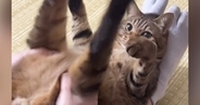 プルプルと猫の足を揺らしてあげる飼い主→『手を離す』と…まさかの反応に「永遠にやってあげたくなる」「もう全部かわいい」と28万表示