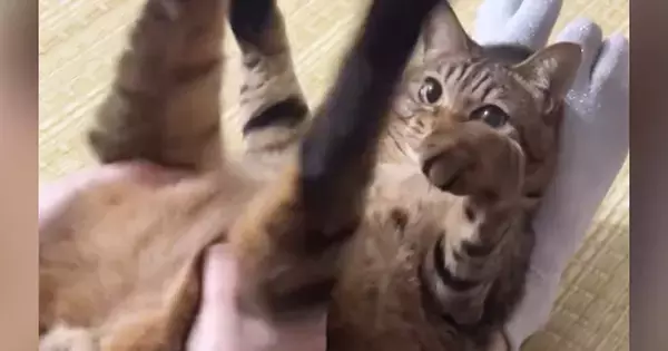 プルプルと猫の足を揺らしてあげる飼い主→『手を離す』と…まさかの反応に「永遠にやってあげたくなる」「もう全部かわいい」と28万表示