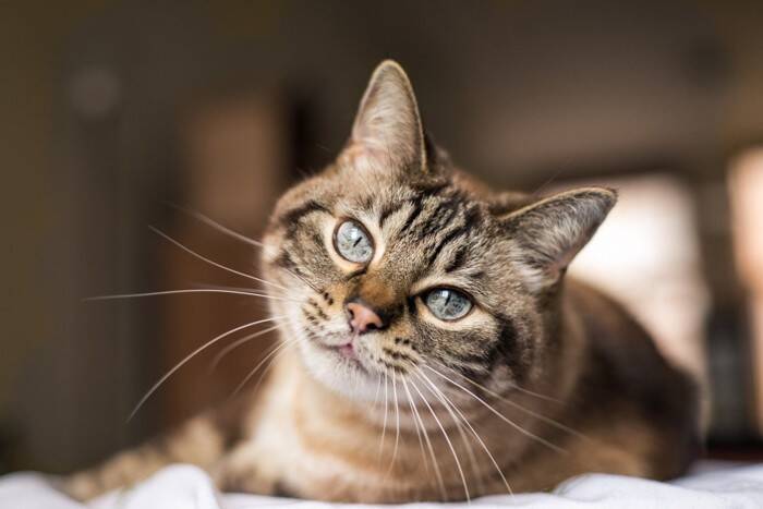 猫の咳、それは喘息？猫風邪？考えられる原因と受診の目安
