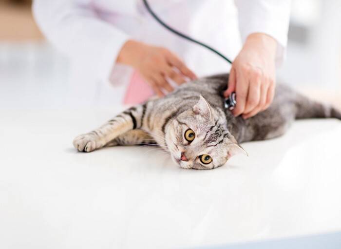 猫の咳、それは喘息？猫風邪？考えられる原因と受診の目安