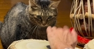 太鼓を叩く飼い主に『キレていた猫』が、突然…思わず笑ってしまう展開が227万再生「演奏したいのかなｗ」「私のテンポじゃない」