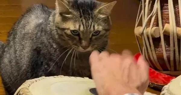 太鼓を叩く飼い主に『キレていた猫』が、突然…思わず笑ってしまう展開が227万再生「演奏したいのかなｗ」「私のテンポじゃない」