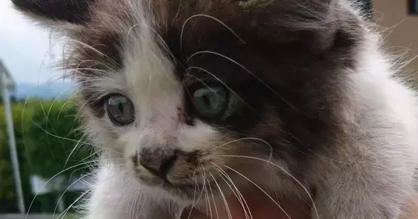 パヤパヤの子猫を保護して7年後…劇的に変化した『現在の様子』に1万いいね「どちらも超可愛い」「素敵な人に出会えてよかった」