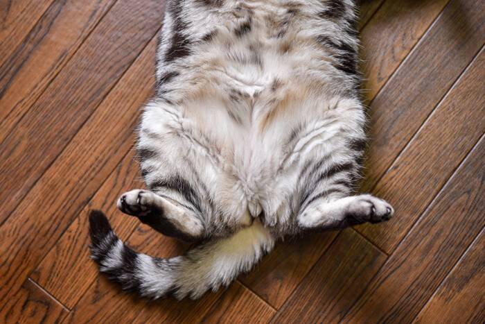 猫が『かぎしっぽ』になる理由2選　日本に多いのはなぜ？幸福を呼ぶって本当？