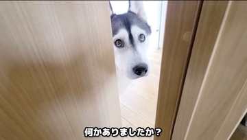 ハスキー犬に呼ばれてついて行った結果→子猫が……"まさかの姿"が55万再生「みっしりで笑った」「すごい体勢ｗ」と爆笑する人続出