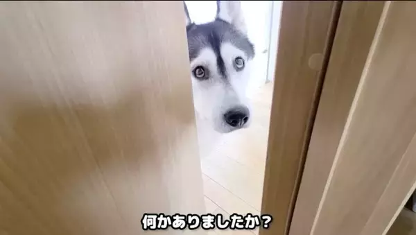 ハスキー犬に呼ばれてついて行った結果→子猫が……"まさかの姿"が55万再生「みっしりで笑った」「すごい体勢ｗ」と爆笑する人続出