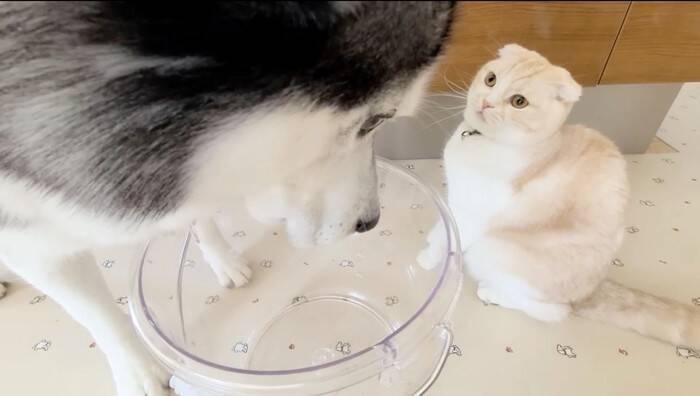 ハスキー犬に呼ばれてついて行った結果→子猫が……"まさかの姿"が55万再生「みっしりで笑った」「すごい体勢ｗ」と爆笑する人続出