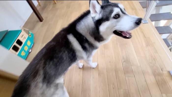 ハスキー犬に呼ばれてついて行った結果→子猫が……"まさかの姿"が55万再生「みっしりで笑った」「すごい体勢ｗ」と爆笑する人続出