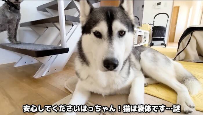 ハスキー犬に呼ばれてついて行った結果→子猫が……"まさかの姿"が55万再生「みっしりで笑った」「すごい体勢ｗ」と爆笑する人続出