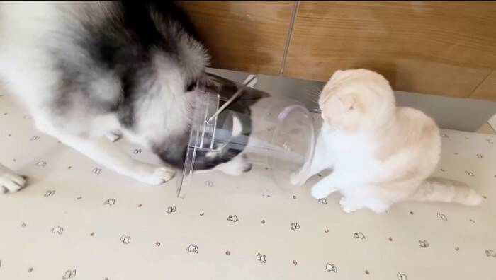 ハスキー犬に呼ばれてついて行った結果→子猫が……"まさかの姿"が55万再生「みっしりで笑った」「すごい体勢ｗ」と爆笑する人続出