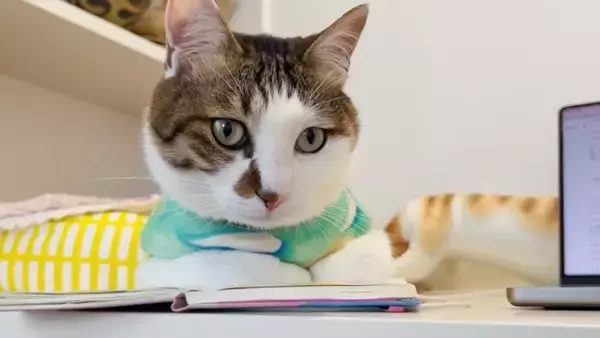 赤ちゃんに大好きなおもちゃを取られたら→猫は……まさかの"反応"に感動の声続出！「目頭が熱くなった」「ウルウルしちゃう」と14万再生