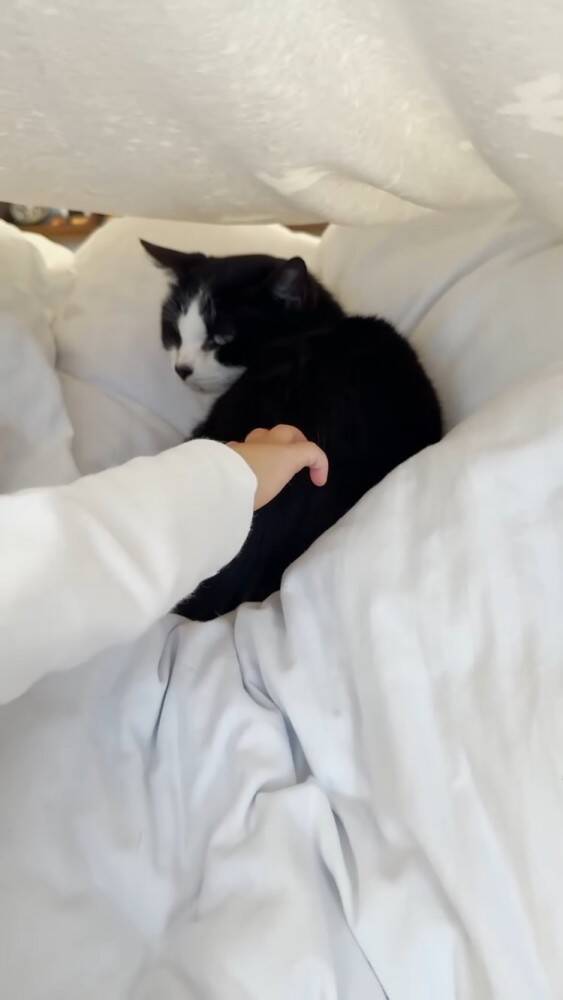 赤ちゃんに大好きなおもちゃを取られたら→猫は……まさかの"反応"に感動の声続出！「目頭が熱くなった」「ウルウルしちゃう」と14万再生