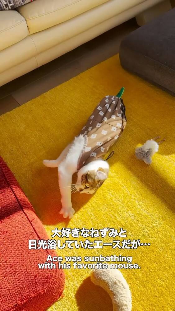 赤ちゃんに大好きなおもちゃを取られたら→猫は……まさかの"反応"に感動の声続出！「目頭が熱くなった」「ウルウルしちゃう」と14万再生