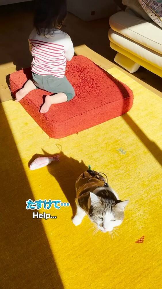赤ちゃんに大好きなおもちゃを取られたら→猫は……まさかの"反応"に感動の声続出！「目頭が熱くなった」「ウルウルしちゃう」と14万再生