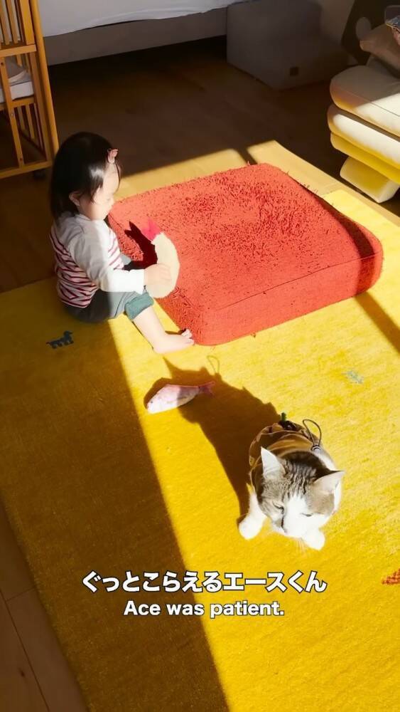 赤ちゃんに大好きなおもちゃを取られたら→猫は……まさかの"反応"に感動の声続出！「目頭が熱くなった」「ウルウルしちゃう」と14万再生