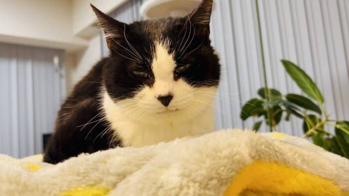 赤ちゃんに大好きなおもちゃを取られたら→猫は……まさかの"反応"に感動の声続出！「目頭が熱くなった」「ウルウルしちゃう」と14万再生