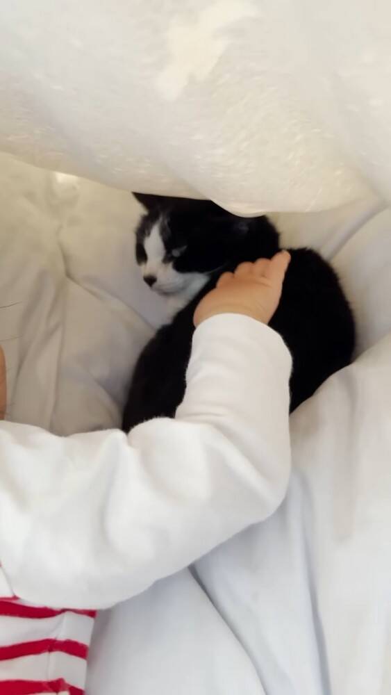 赤ちゃんに大好きなおもちゃを取られたら→猫は……まさかの"反応"に感動の声続出！「目頭が熱くなった」「ウルウルしちゃう」と14万再生