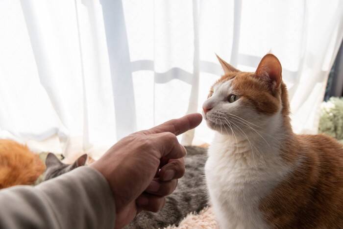 猫が耳にしたくない『大嫌いな言葉』4選　嫌がる理由から飼い主が行うべき配慮まで