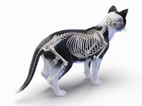 猫の体が『やわらかい』理由3つ　身体の仕組みや柔軟性の役割も解説