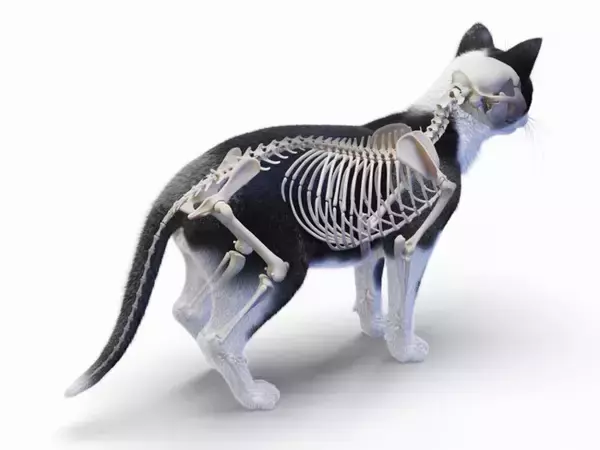 猫の体が『やわらかい』理由3つ　身体の仕組みや柔軟性の役割も解説