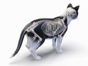 猫の体が『やわらかい』理由3つ　身体の仕組みや柔軟性の役割も解説