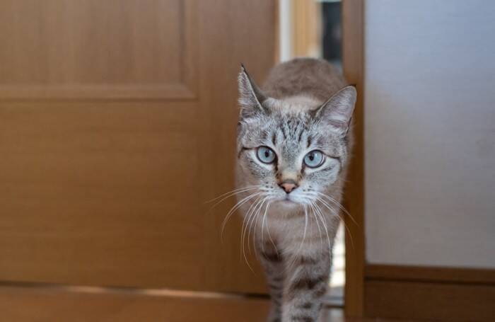 猫の体が『やわらかい』理由3つ　身体の仕組みや柔軟性の役割も解説