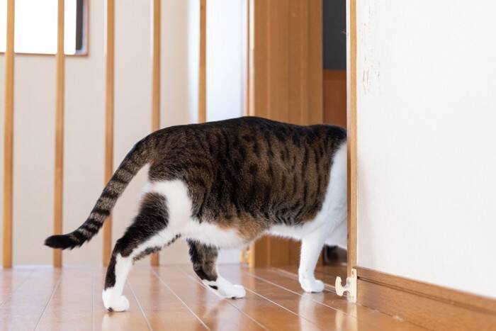 猫の体が『やわらかい』理由3つ　身体の仕組みや柔軟性の役割も解説