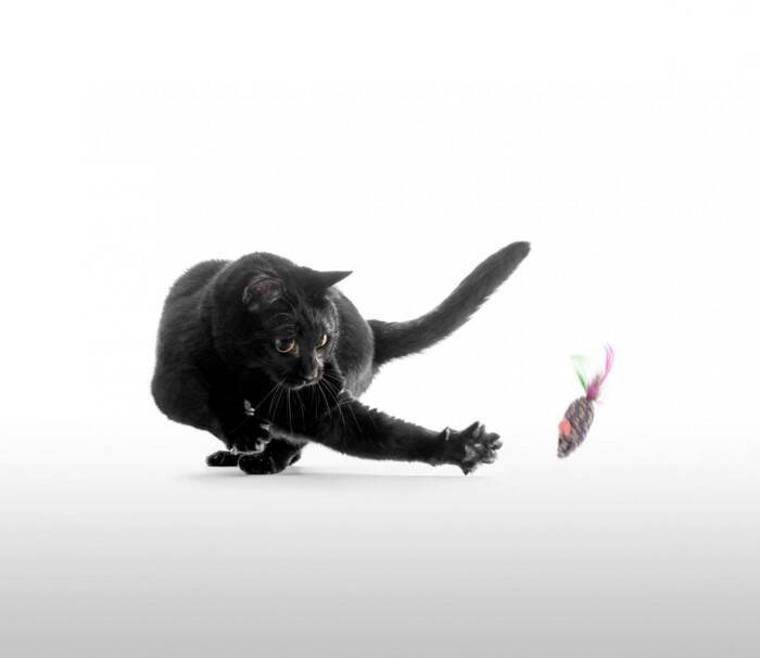 猫の体が『やわらかい』理由3つ　身体の仕組みや柔軟性の役割も解説