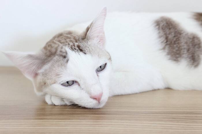 猫との『遊びをサボる』と起こりうるトラブル3つ　心身に与える影響から上手な遊び方まで