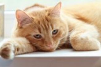 ペットロスの悲しみは猫にも？意外と知らない「同居の動物が亡くなったときの猫の反応」【獣医師執筆】